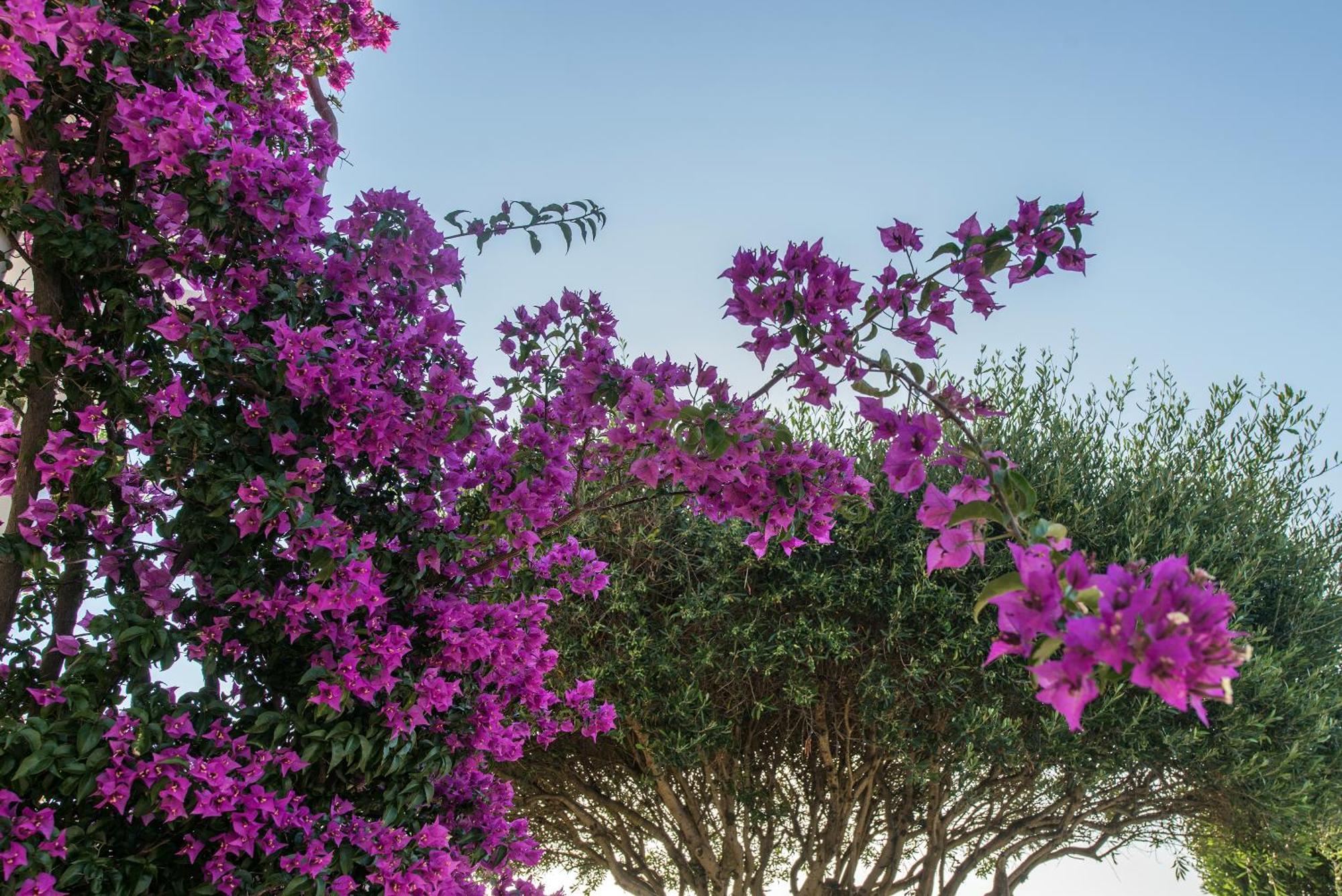 קאסיופי Hill Lofos Hotel מראה חיצוני תמונה